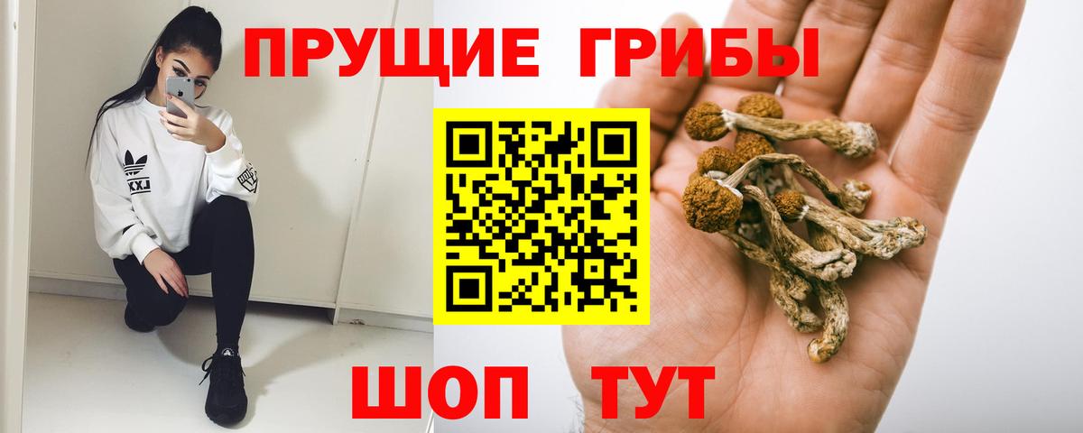 Галлюциногенные грибы Psilocybine cubensis Керчь