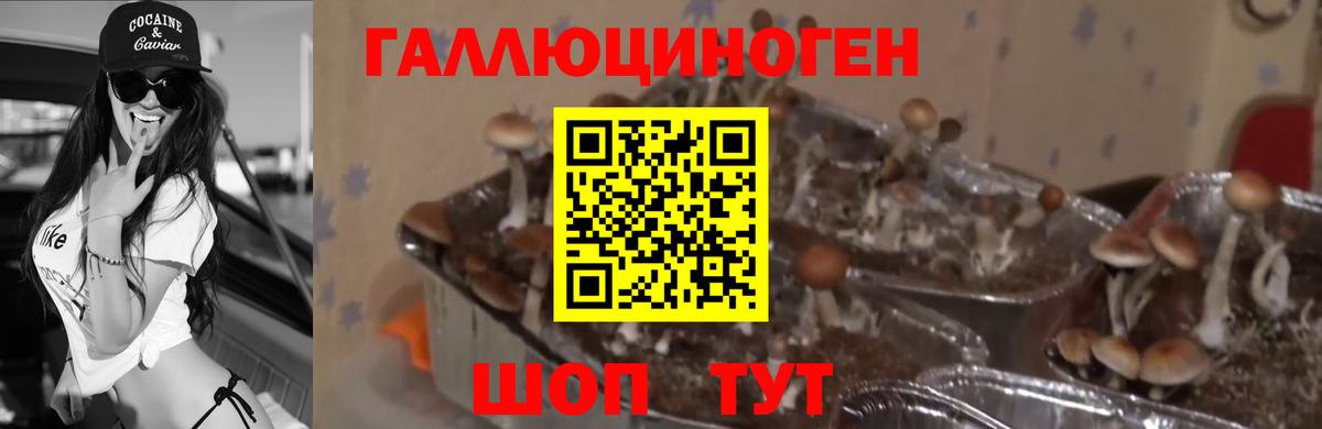 Галлюциногенные грибы Psilocybine cubensis  Псилоцибиновые грибы Cubensis  Керчь  Вход с VPN 